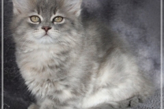 Josi-Josefine-Liebeshof-blue-torbie-classic-11-Wochen-alt-www.sibirrische-Katzen-hamburg-III