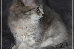 Josi-Josefine-Liebeshof-blue-torbie-classic-11-Wochen-alt-www.sibirrische-Katzen-hamburg-IV