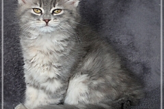 Josi-Josefine-Liebeshof-blue-torbie-classic-11-Wochen-alt-www.sibirrische-Katzen-hamburg