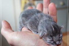 Josi-Josefine-Liebeshof-blue-torbie-classic-2-Tage-alt.-www.sibirrische-Katzen-hamburg