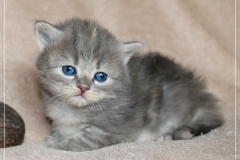Josi-Josefine-Liebeshof-blue-torbie-classic-3-Wochen-alt.-www.sibirrische-Katzen-hamburg-I