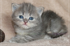 Josi-Josefine-Liebeshof-blue-torbie-classic-3-Wochen-alt.-www.sibirrische-Katzen-hamburg-II