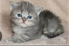 Josi-Josefine-Liebeshof-blue-torbie-classic-3-Wochen-alt.-www.sibirrische-Katzen-hamburg-III