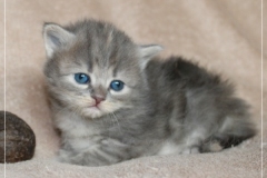 Josi-Josefine-Liebeshof-blue-torbie-classic-3-Wochen-alt.-www.sibirrische-Katzen-hamburg