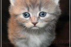 Josi-Josefine-Liebeshof-blue-torbie-classic-4-Wochen-alt.-www.sibirrische-Katzen-hamburg-I