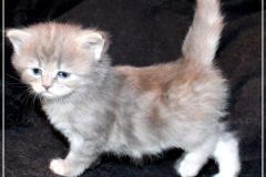 Josi-Josefine-Liebeshof-blue-torbie-classic-4-Wochen-alt.-www.sibirrische-Katzen-hamburg-II