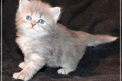 Josi-Josefine-Liebeshof-blue-torbie-classic-4-Wochen-alt.-www.sibirrische-Katzen-hamburg-III