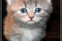 Josi-Josefine-Liebeshof-blue-torbie-classic-4-Wochen-alt.-www.sibirrische-Katzen-hamburg