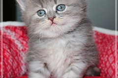 Josi-Josefine-Liebeshof-blue-torbie-classic-5-Wochen-alt.-www.sibirrische-Katzen-hamburg-III