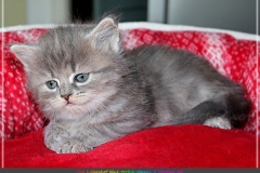 Josi-Josefine-Liebeshof-blue-torbie-classic-5-Wochen-alt.-www.sibirrische-Katzen-hamburg-IV