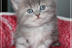 Josi-Josefine-Liebeshof-blue-torbie-classic-5-Wochen-alt.-www.sibirrische-Katzen-hamburg-V
