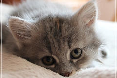 Josi-Josefine-Liebeshof-blue-torbie-classic-7-Wochen-alt.-www.sibirrische-Katzen-hamburg-I
