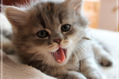 Josi-Josefine-Liebeshof-blue-torbie-classic-7-Wochen-alt.-www.sibirrische-Katzen-hamburg-II