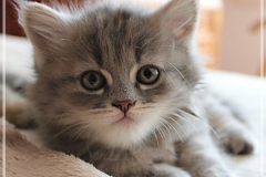 Josi-Josefine-Liebeshof-blue-torbie-classic-7-Wochen-alt.-www.sibirrische-Katzen-hamburg-III