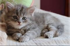 Josi-Josefine-Liebeshof-blue-torbie-classic-7-Wochen-alt.-www.sibirrische-Katzen-hamburg-IV