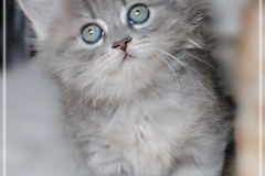 Josi-Josefine-Liebeshof-blue-torbie-classic-7-Wochen-alt.-www.sibirrische-Katzen-hamburg-VI