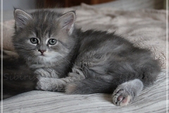 Josi-Josefine-Liebeshof-blue-torbie-classic-7-Wochen-alt.-www.sibirrische-Katzen-hamburg