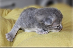Josi-Josefine-Liebeshof-blue-torbie-classic-8-Tage-alt.-www.sibirrische-Katzen-hamburg-I