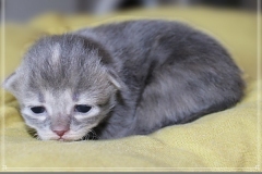 Josi-Josefine-Liebeshof-blue-torbie-classic-8-Tage-alt.-www.sibirrische-Katzen-hamburg-II