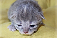 Josi-Josefine-Liebeshof-blue-torbie-classic-8-Tage-alt.-www.sibirrische-Katzen-hamburg