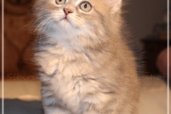 Josi-Josefine-Liebeshof-blue-torbie-classic-8-Wochen-alt.-www.sibirrische-Katzen-hamburg-I