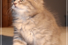 Josi-Josefine-Liebeshof-blue-torbie-classic-8-Wochen-alt.-www.sibirrische-Katzen-hamburg-II