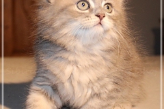 Josi-Josefine-Liebeshof-blue-torbie-classic-8-Wochen-alt.-www.sibirrische-Katzen-hamburg-III