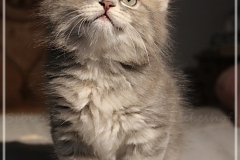 Josi-Josefine-Liebeshof-blue-torbie-classic-8-Wochen-alt.-www.sibirrische-Katzen-hamburg