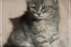 Josi-Josefine-Liebeshof-blue-torbie-classic-9-Wochen-alt.-www.sibirrische-Katzen-hamburg-I