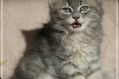 Josi-Josefine-Liebeshof-blue-torbie-classic-9-Wochen-alt.-www.sibirrische-Katzen-hamburg-II
