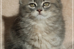 Josi-Josefine-Liebeshof-blue-torbie-classic-9-Wochen-alt.-www.sibirrische-Katzen-hamburg-III