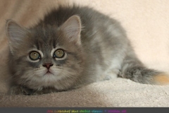 Josi-Josefine-Liebeshof-blue-torbie-classic-9-Wochen-alt.-www.sibirrische-Katzen-hamburg-IV