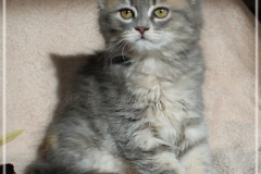 Josi-Josefine-Liebeshof-blue-torbie-classic-9-Wochen-alt.-www.sibirrische-Katzen-hamburg