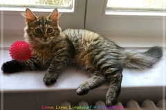Luna-Lena-Liebeshof-black-golden-shaded-torbie-4-Monate-alt.-www.sibirische-katzen-hamburg.de_