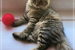 Luna-Lena-Liebeshof-black-golden-shaded-torbie-4-Monate-alt.-www.sibirische-katzen-hamburgde-I