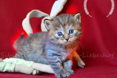 Luna-Liebeshof-black-golden-torbie-3-Wochen-alt.-www.sibirische-katzen-hamburg.de-vom-liebeshof