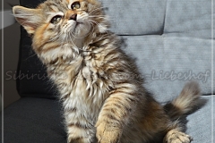 Luna-Liebeshof-black-shaded-torbie-10-Wochen-alt.-www.sibirische-katzen-hamburg.de-I