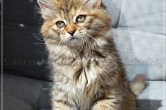 Luna-Liebeshof-black-shaded-torbie-10-Wochen-alt.-www.sibirische-katzen-hamburg.de_