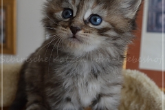 Luna-Liebeshof-black-shaded-torbie-4-Wochen-alt.-www.sibirische-katzen-hamburg.de-vom-liebeshof-I