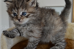 Luna-Liebeshof-black-shaded-torbie-4-Wochen-alt.-www.sibirische-katzen-hamburg.de-vom-liebeshof-II