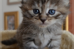 Luna-Liebeshof-black-shaded-torbie-4-Wochen-alt.-www.sibirische-katzen-hamburg.de-vom-liebeshof