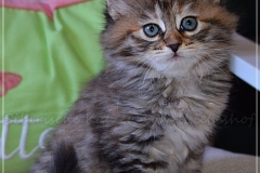 Luna-Liebeshof-black-shaded-torbie-7-Wochen-alt.-www.sibirische-katzen-hamburg.de-vom-liebeshof-I