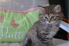 Luna-Liebeshof-black-shaded-torbie-7-Wochen-alt.-www.sibirische-katzen-hamburg.de-vom-liebeshof