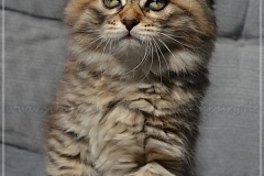 Luna-Liebeshof-black-shaded-torbie-8-Wochen-alt.-www.sibirische-katzen-hamburg.de-vom-liebeshof-I
