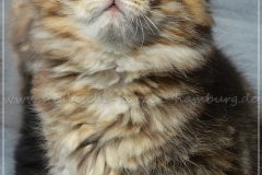 Luna-Liebeshof-black-shaded-torbie-8-Wochen-alt.-www.sibirische-katzen-hamburg.de-vom-liebeshof-Ia