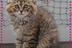 Luna-Liebeshof-black-shaded-torbie-9-Wochen-alt.-www.sibirische-katzen-hamburg.de-I