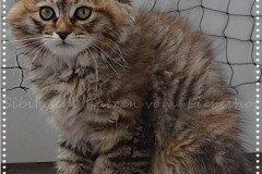 Luna-Liebeshof-black-shaded-torbie-9-Wochen-alt.-www.sibirische-katzen-hamburg.de_