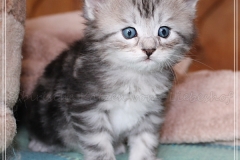 1_Ginger-Liebeshof-black-classic-silver-tabby-4-Wochen-alt-ww.sibirische-katzen-hamburg.de-I