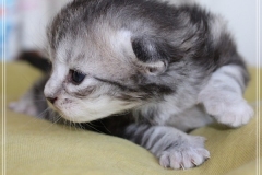 Ginger-Liebeshof-black-classic-silver-tabby-14-Tage-alt-Boy-www.sibirische-katzen-hamburg.de-I