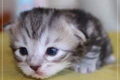 Ginger-Liebeshof-black-classic-silver-tabby-14Tage-alt-Boy-www.sibirische-katzen-hamburg.de-II